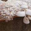 教你在家种植蘑菇，方法简单易学，一个月左右就能采摘蘑菇