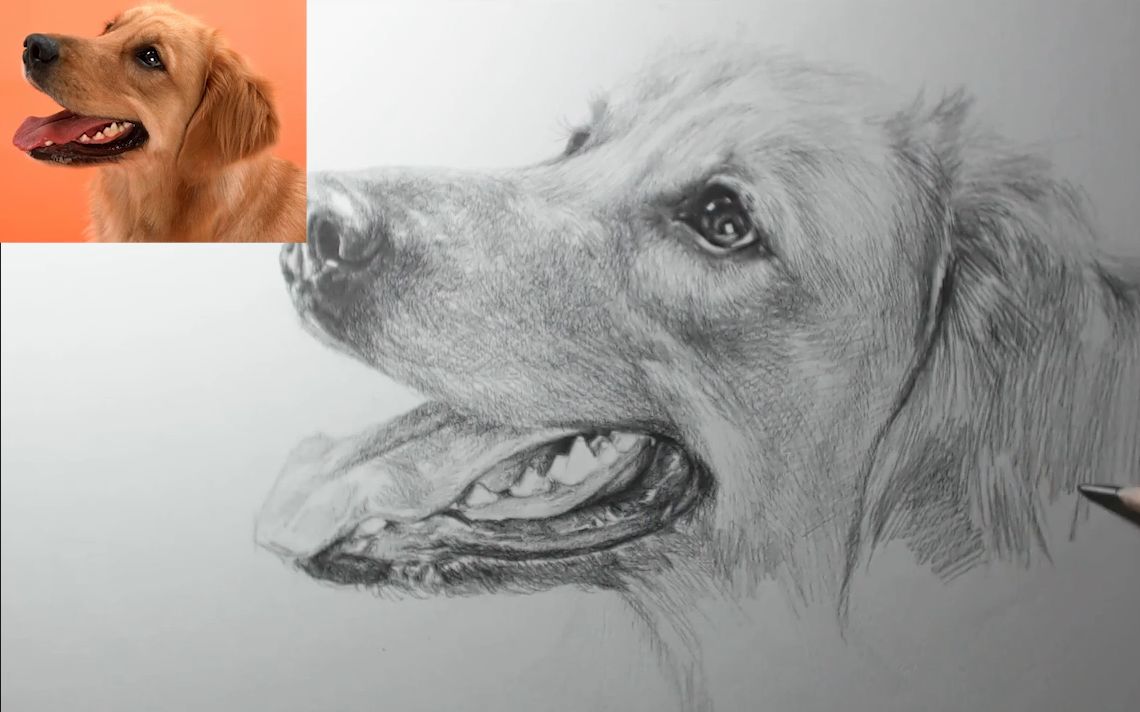 美院老师用素描画出你最喜欢的宠物狗"大金毛"