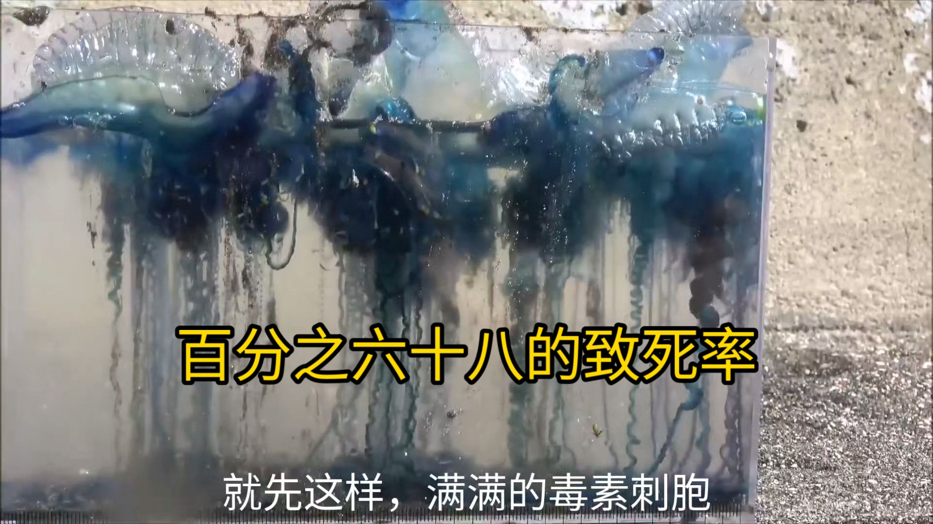 遇到这种水母躲得远远的