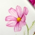 水彩花卉小教程，波斯菊详细绘画过程分享，适合水彩新手入门系列