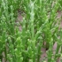 中国发明“吃盐植物”，11万新疆盐碱地秒变良田，一亩产量400公斤