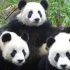 大熊猫的一生