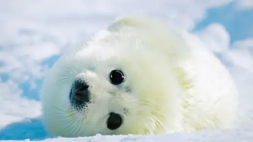 竖琴海豹宝宝：能吃能唱，用10天萌翻全宇宙，