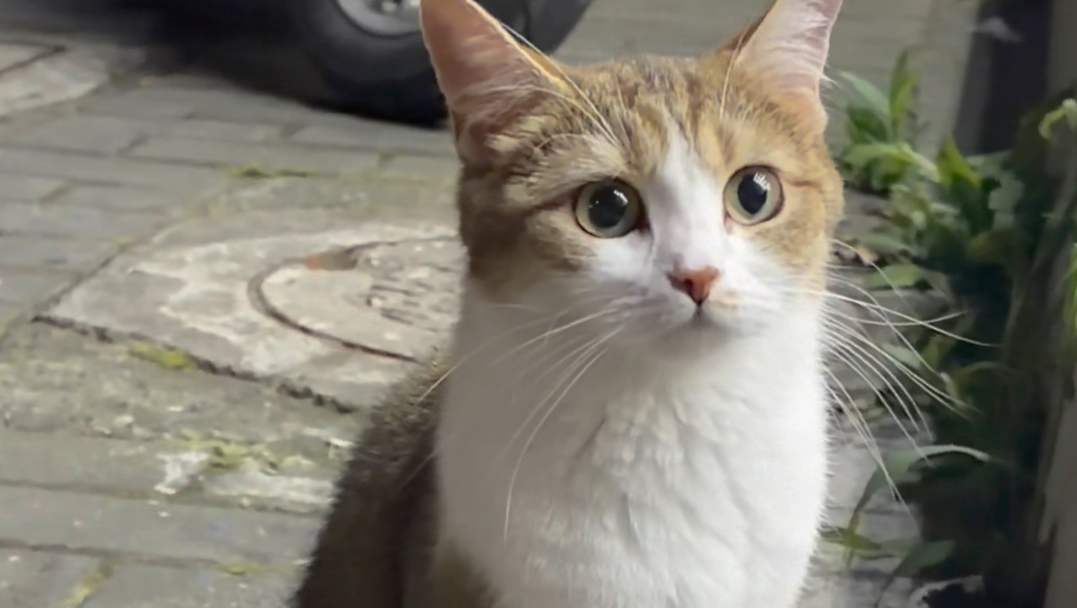 这种面相的猫最会装可爱了！