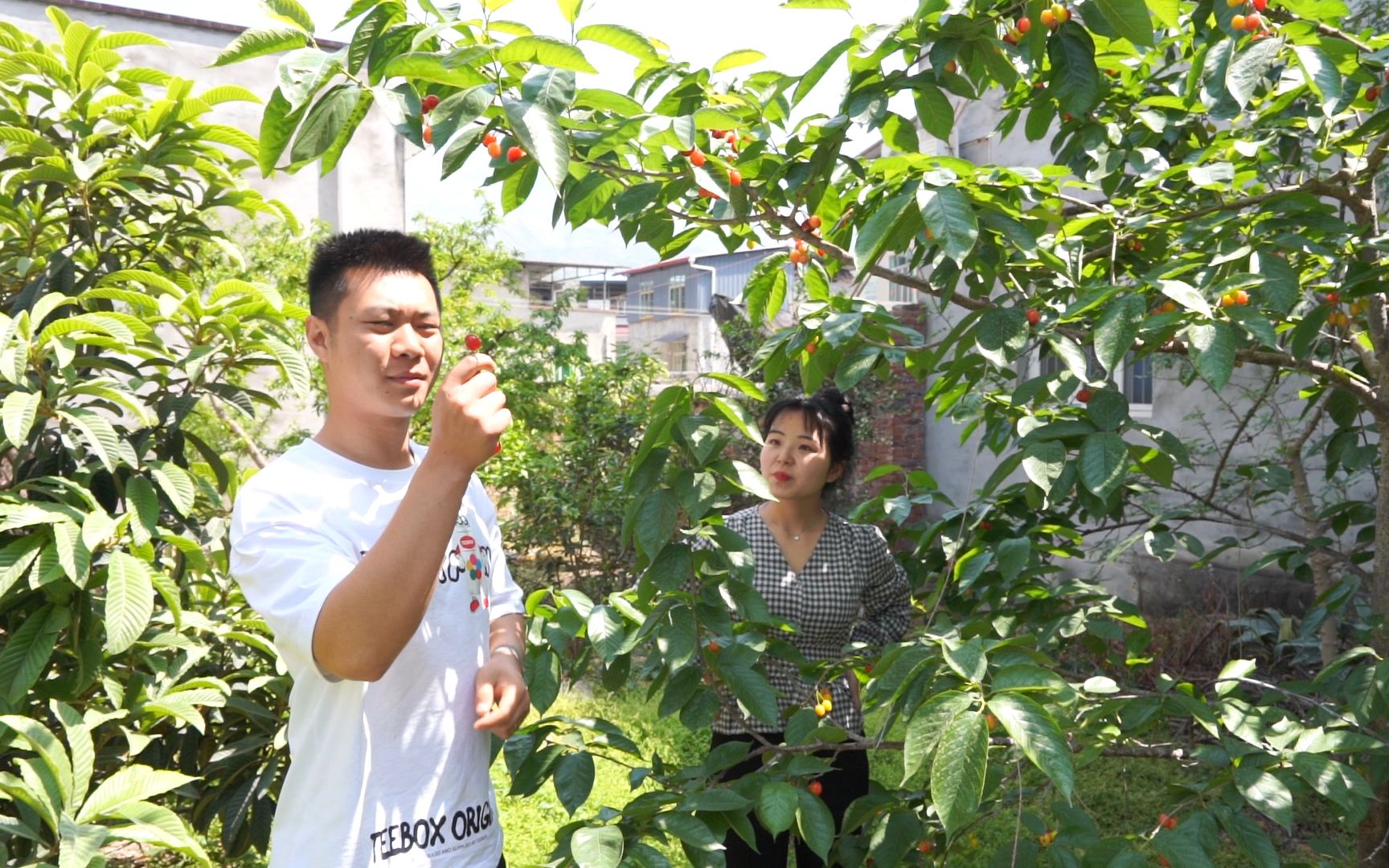 黄果柑还没吃完，樱桃又要大量成熟了，水果一种接一种，太幸福了