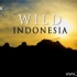 国家地理《印尼野生大地 Wild Indonesia》全3集 英语中字