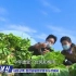 【朝鲜农业】平壤郊区大棚蔬菜收成好