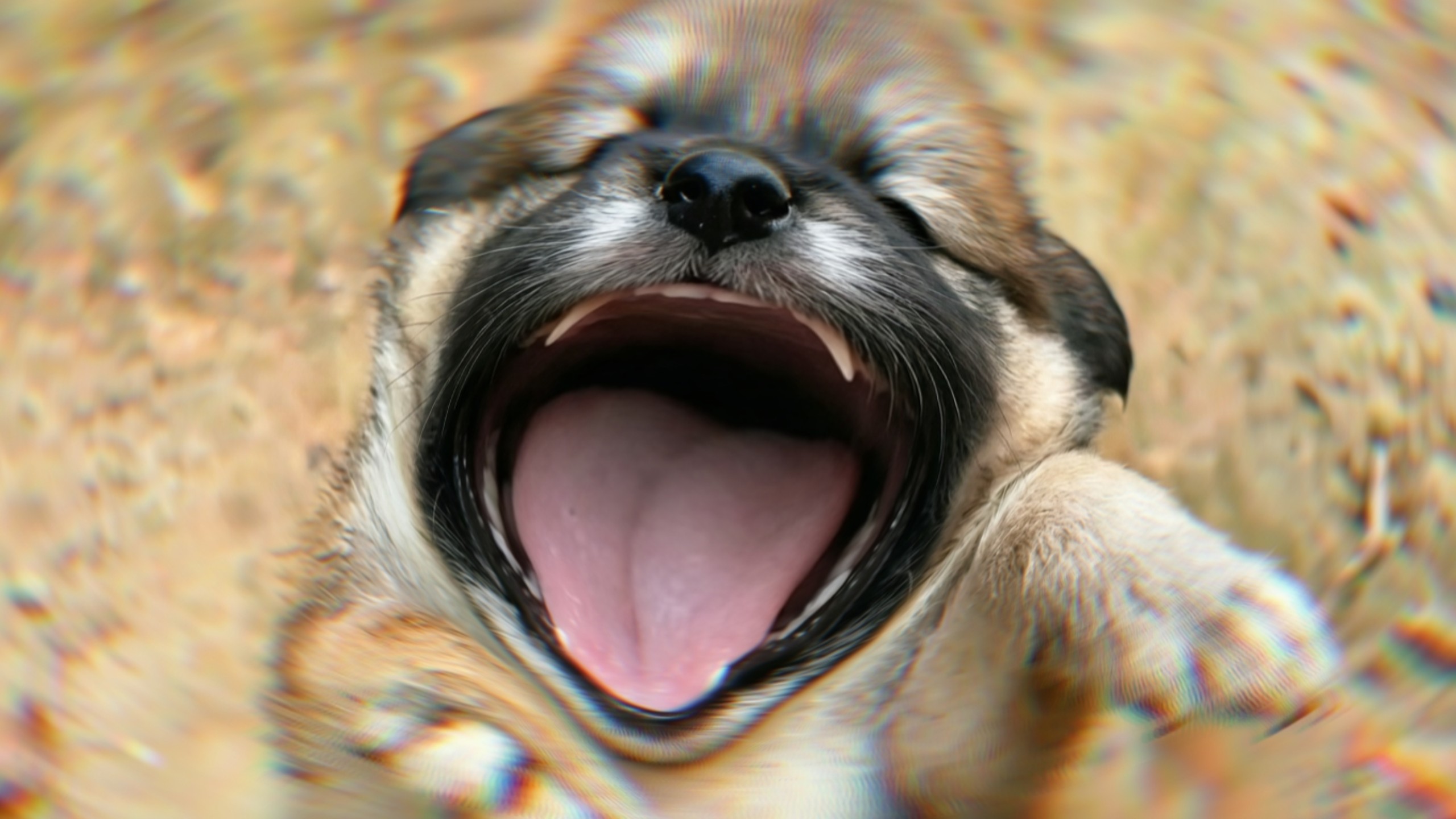 ⚡酷 狗 音 乐⚡