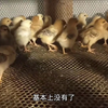 雏鸡第八天，损耗有所改善了，弱雏基本都淘汰了，鸡群整体大小均