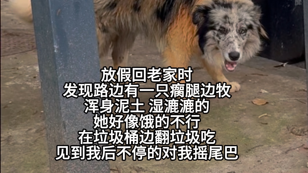 我也不想管 但她对我摇尾巴...