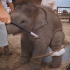 被各大旅行网站禁播 揭秘泰国大象旅游业背后的黑暗真相 看完再也不想骑大象了 用亲近和关爱代替剥削 - 迷你纪录片《黑象》