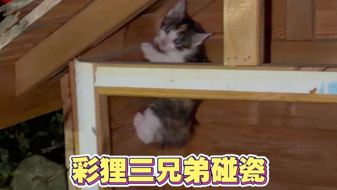 上次在阳台碰瓷我的奶牛三兄弟还没领养出去呢，又来！
