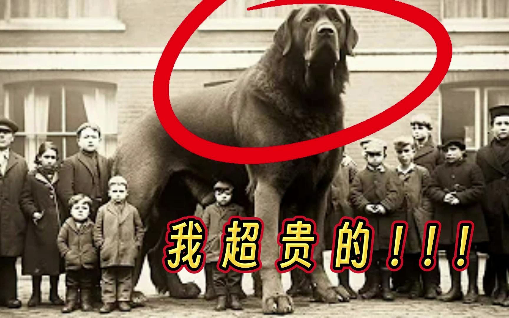 10条世界上最贵的狗