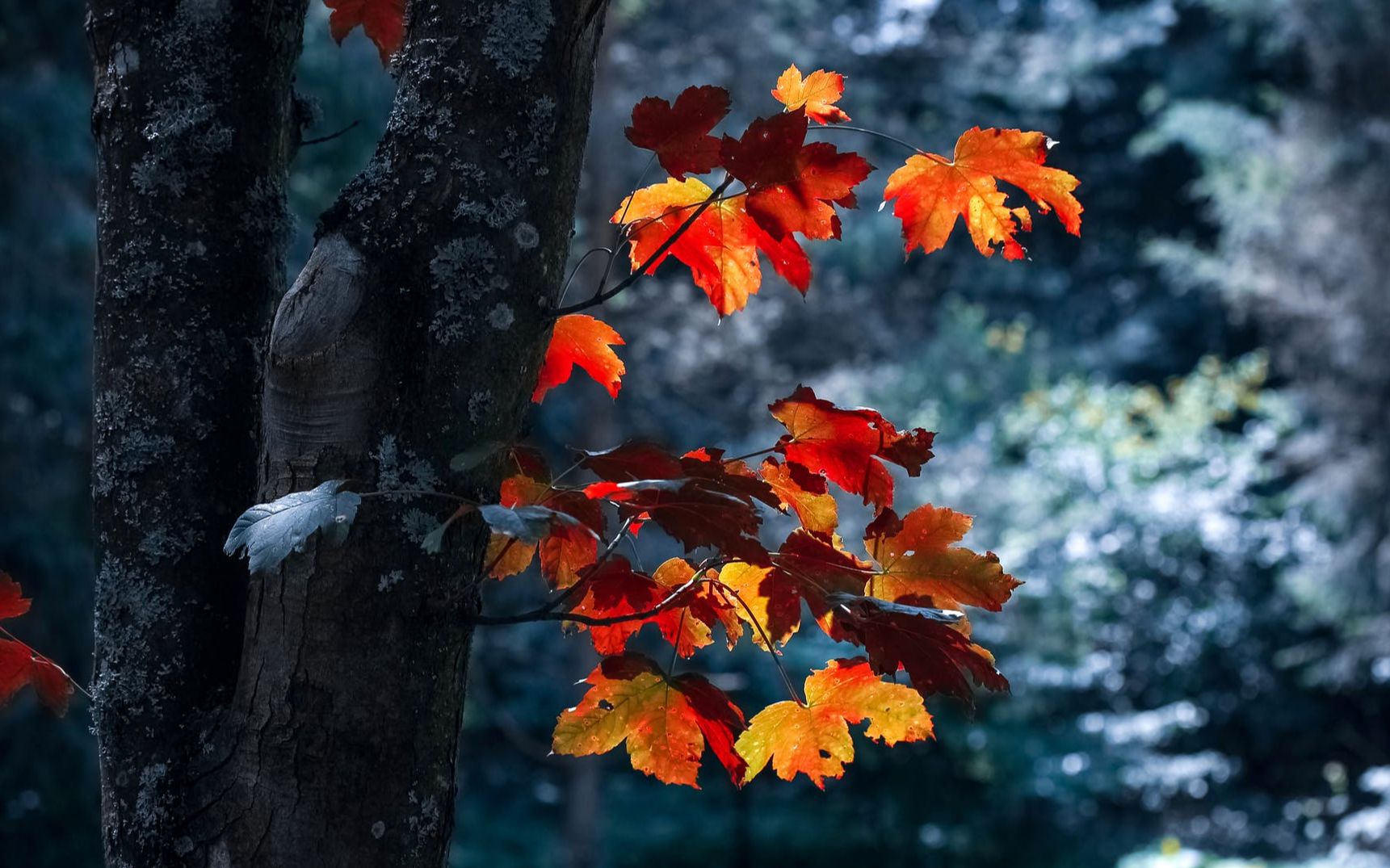 【科学嬉游记】地球——四季是指什么