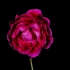 f728 鲜艳红色玫瑰花月季花盛开绽放到枯萎凋零延时摄影实拍视频素材 led背景素材 vj视频素材 动态视频