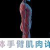 人体手臂肌肉详解