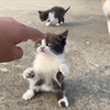 清晨带小猫们出来晨跑了！！跑完狂吸猫条，猫妈妈都拦不住