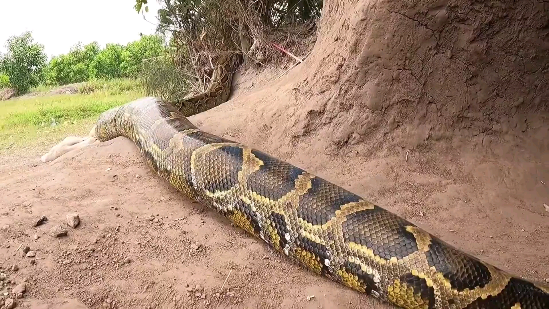 缅甸蟒，中国最大的蛇