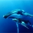 冰岛之鲸Whale of Iceland，冰岛海域的鲸鱼们