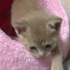 【喵星人】网友教你如何把被窝里的猫咪引诱出来