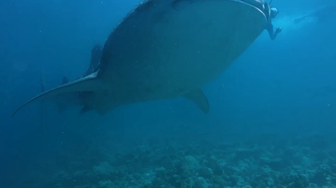 🌊🤩准备好一生一次的海洋体验了吗？🐋💙