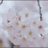 f994 超唯美春天春季春暖花开桃花樱花鲜花盛开野外大自然景色视频素材