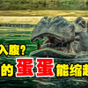 缩阳入腹？河马的蛋蛋居然能动