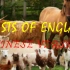【华沙曲x动物农场】【国语译配】《英格兰的生灵》（Beasts of England）汉语译配版