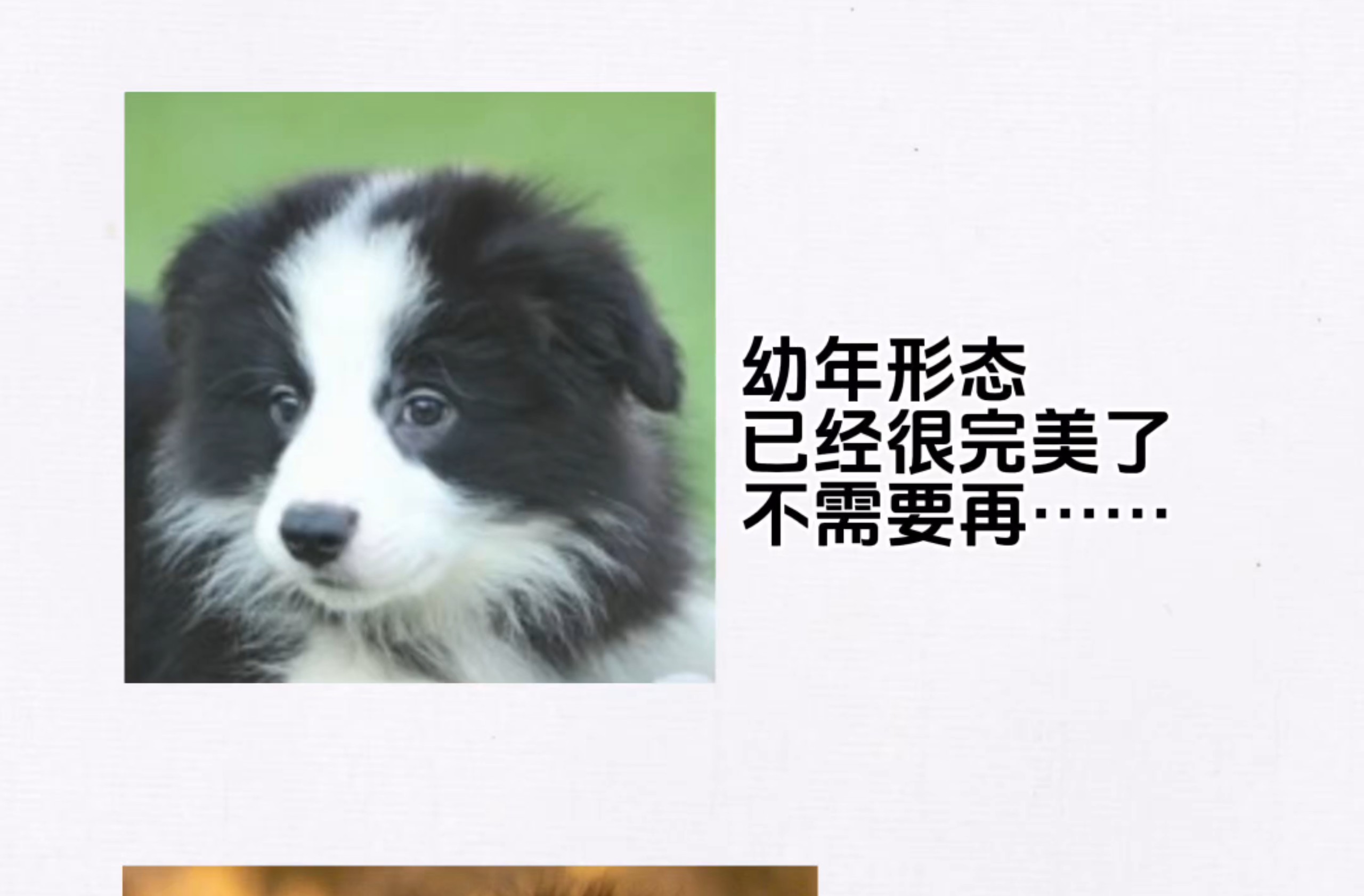 幼年形态已经很……不需要再…………