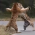 两虎相争必有一伤，盘点老虎打架视频