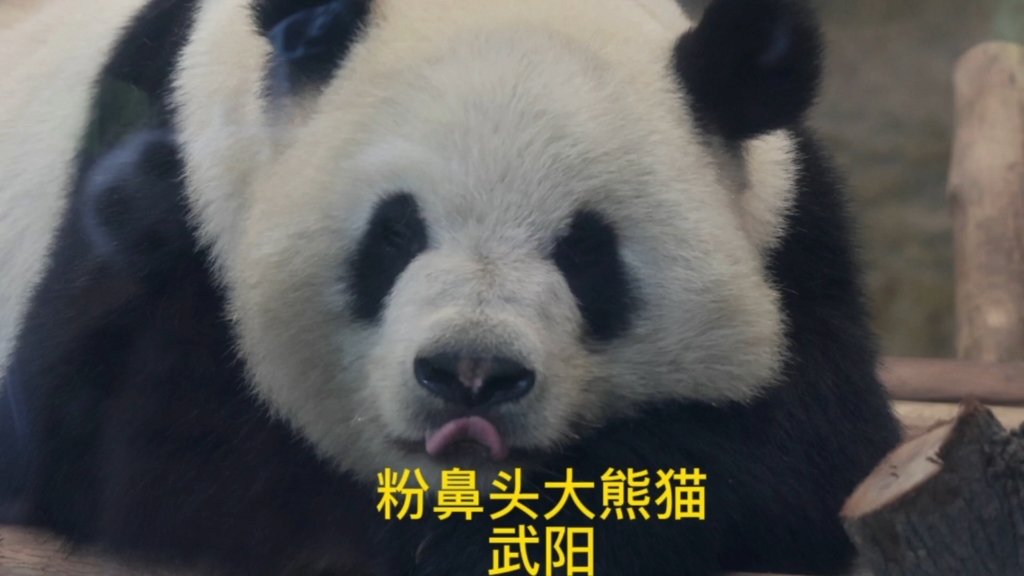 【大熊猫武阳】来看看我们粉红鼻头的大帅锅---武阳爸比熊！