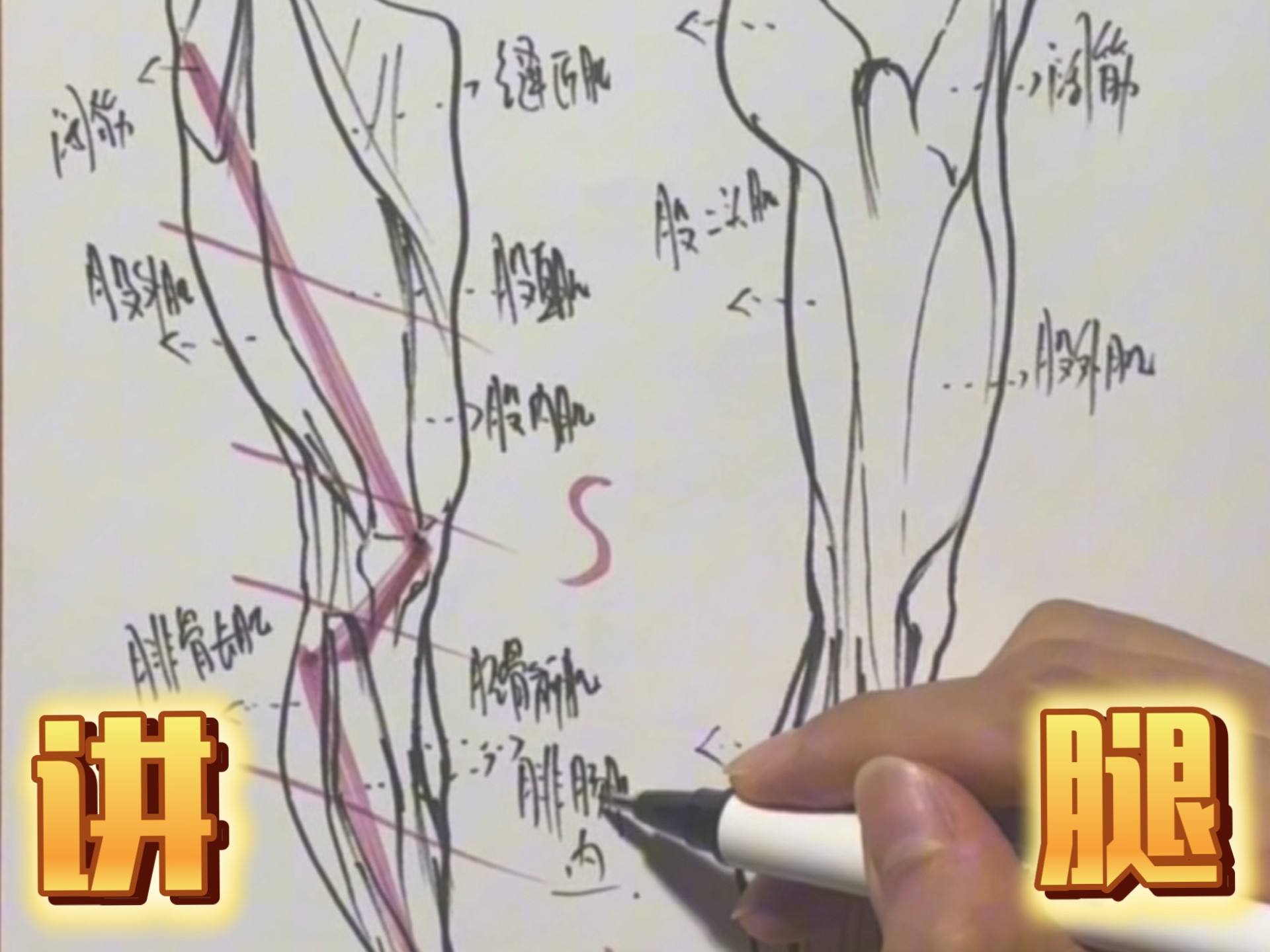 让你秒懂腿部的肌肉结构参考来啦