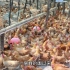 养鸡场缺水了，几千只鸡在等着喝水，还不知道多久才能下雨
