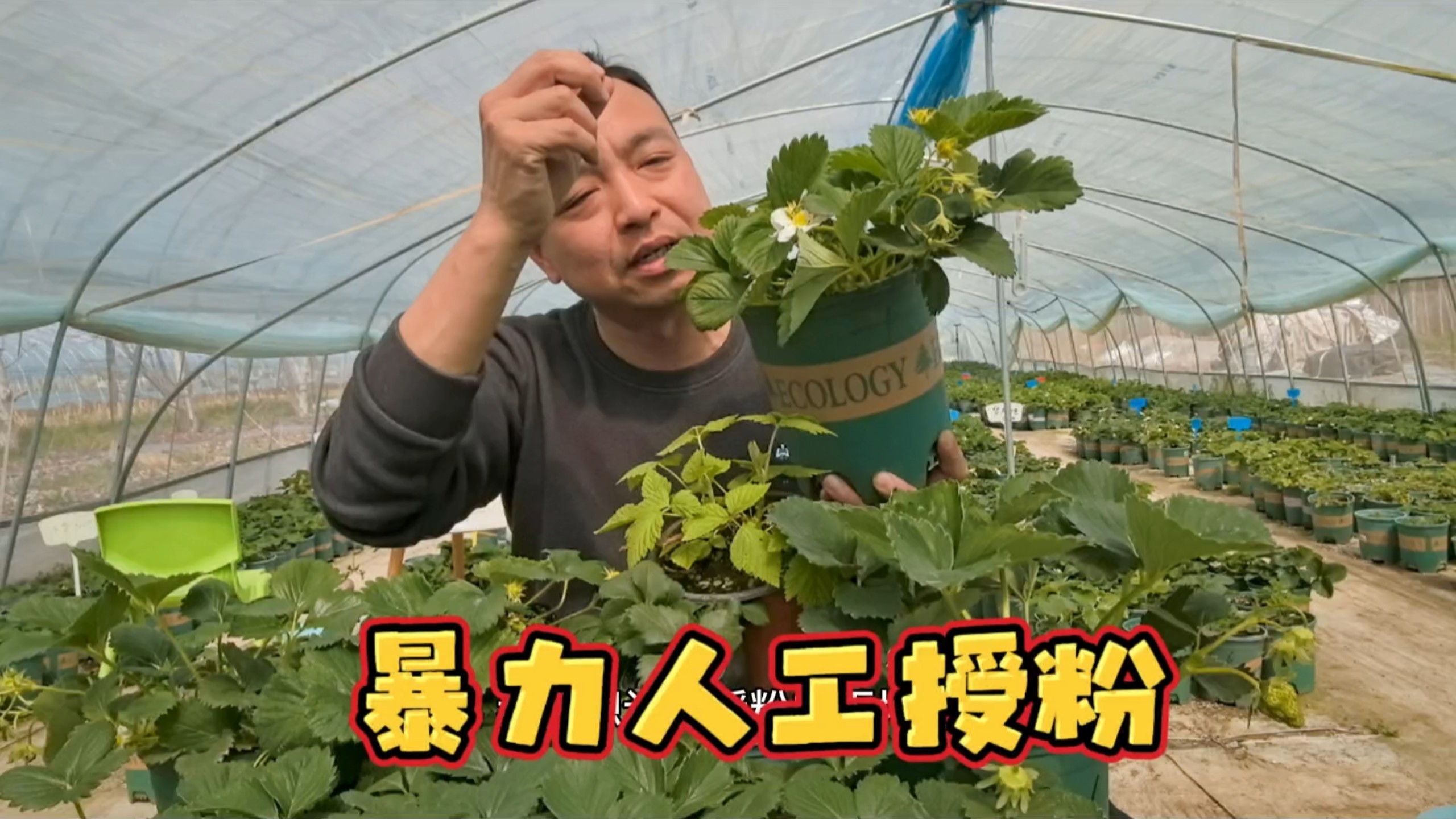 草莓人工授粉，可以简单点！
