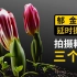 【延时摄影】3个月看完郁金香发芽花开花落的一生！