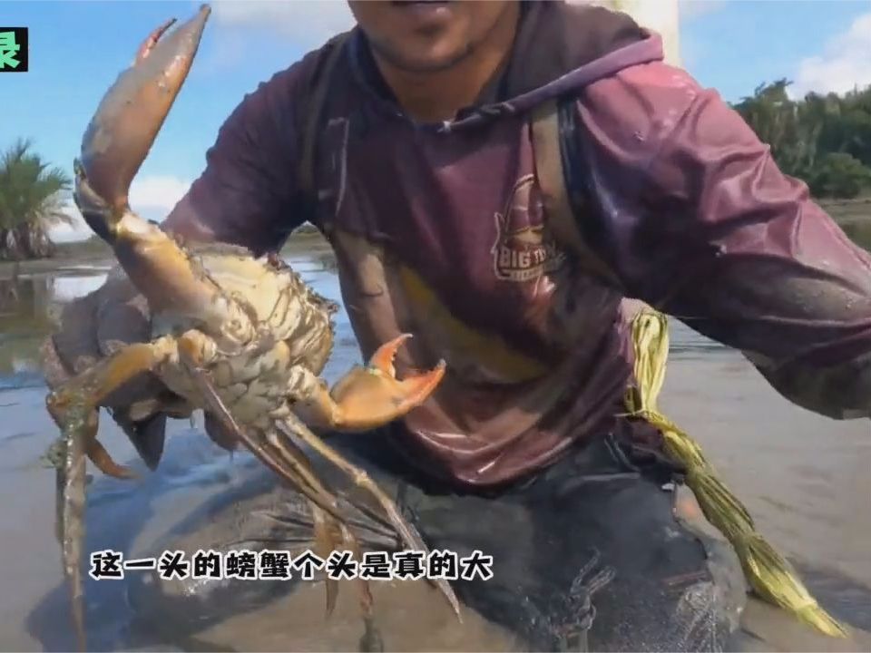 国外渔民红树林抓青蟹，三斤左右螃蟹被五秒控制，青蟹个头很凶猛