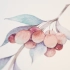 ［Lyna玲奈的水彩日记］第五十二期——植物花卉系小清新枝蔓浆果