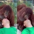 红毛猩猩“丹娜”是个容易害羞的女孩