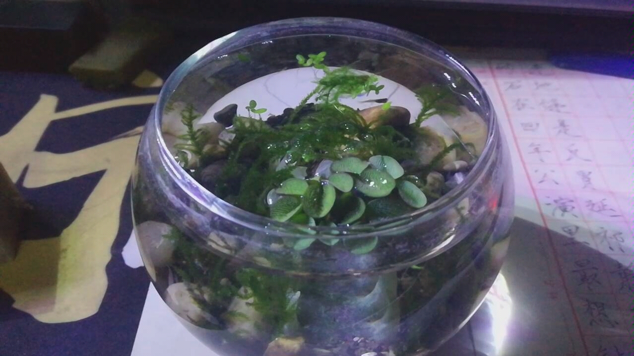 震惊 浮萍也能产出青鳉鱼苗 哔哩哔哩 つロ干杯 Bilibili