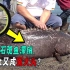 没大陆兜底后，为啥台湾省石斑鱼滞销，白送都没人吃?