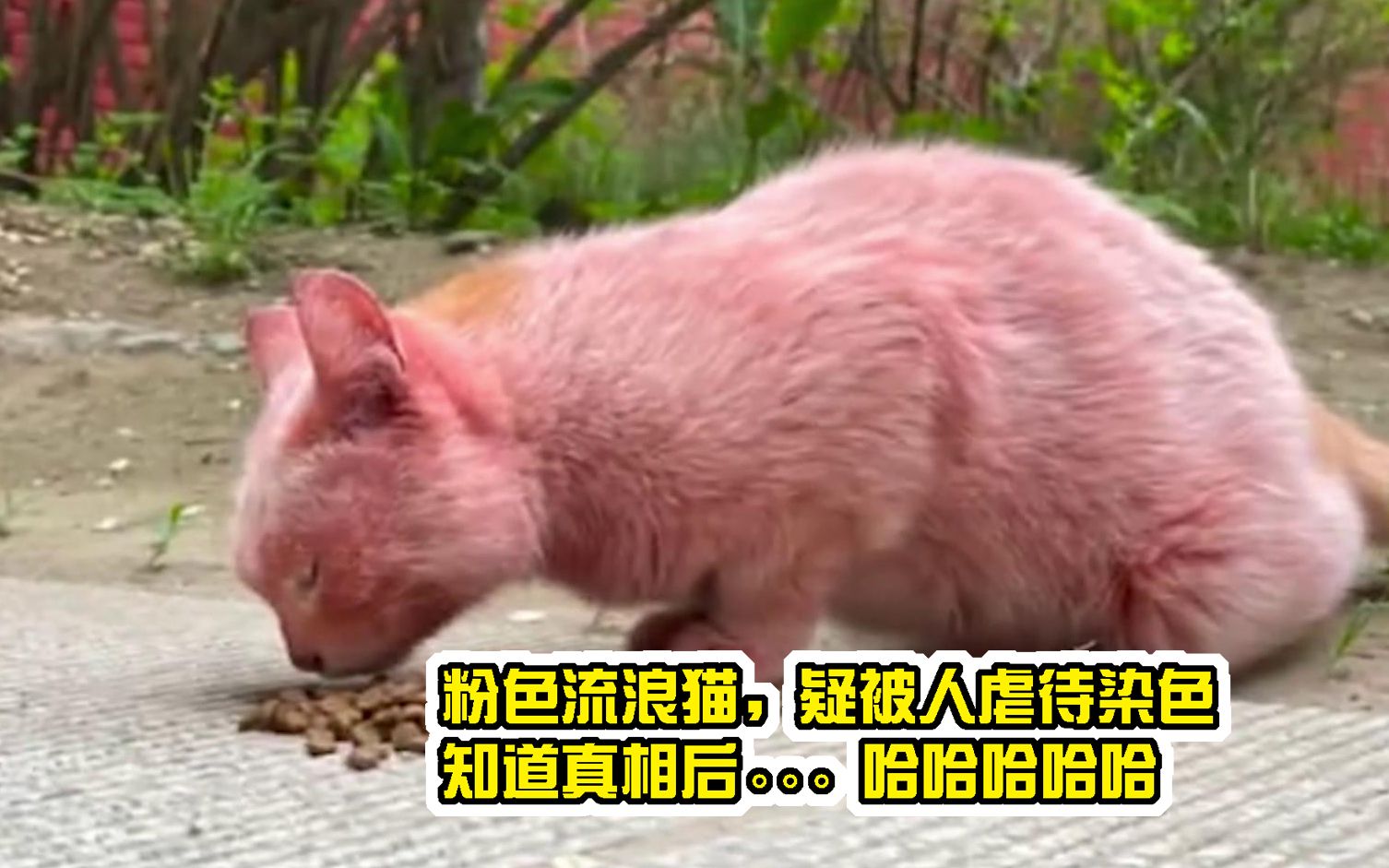 五台山上遇到一只粉色流浪猫，开始以为被人虐待，知道真相后……哈哈哈哈哈