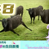 日本萝莉JK看""牛&牛&牛""