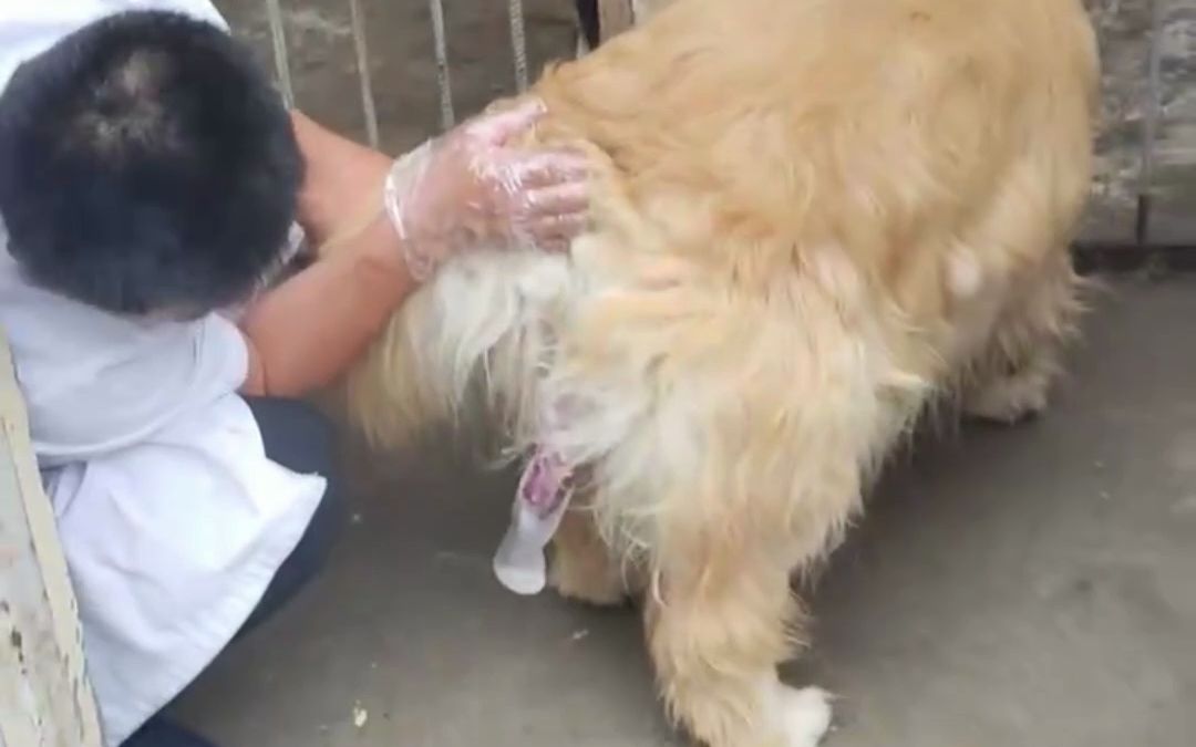 北京倍特双犬用采精袋，犬人工采精