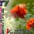 【彗星大联盟】MTV情歌大对唱1VCD