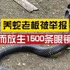 养蛇老板被举报私自繁殖怒而放生1500条眼镜蛇，知情人：百余号人都在抓蛇