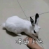 【兔兔】用手撸兔和用脚撸兔