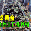 鲍鱼是怎么传宗接代的？最大的两头鲍，可遇不可求