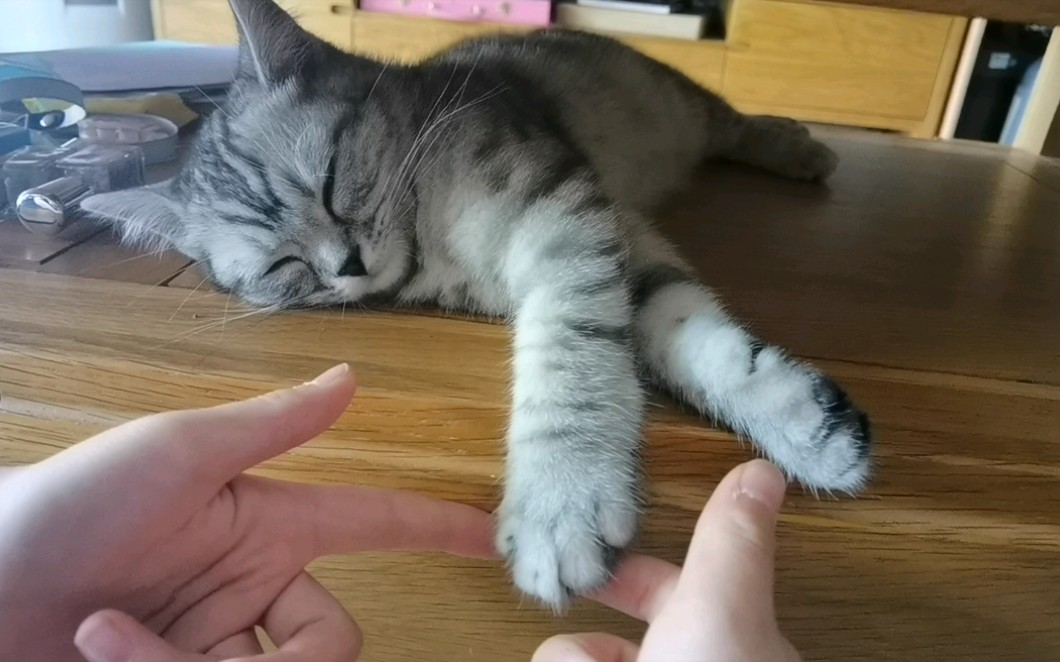 捏一下小猫的爪爪,看看它的勾子是怎么伸出来的