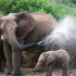 大象的耳朵有什么用处？