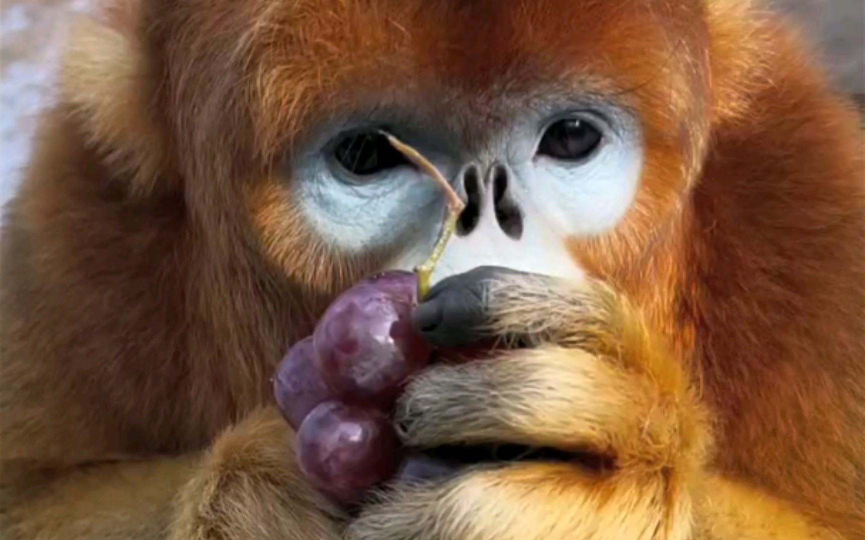 金丝猴吃葡萄，一口一个嘎嘎脆！